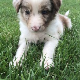 Border Collie Puppies from By Design Farm