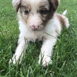 Border Collie Puppies from By Design Farm