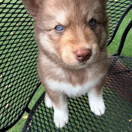 Steven (Blue Collar) - Red and white male Siberian Husky puppy in Warwick, Rhode Island from Young Orchard Siberians