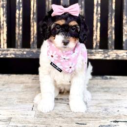 Girl 1 - Tri-color female Bernedoodle puppy in Salt Lake County, Utah from Coco Avenue Pups