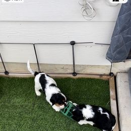 Cavalier King Charles Spaniel Puppies from AustinCavalier