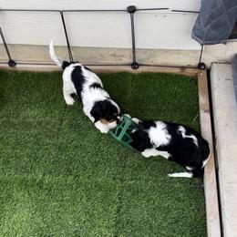 Cavalier King Charles Spaniel Puppies from AustinCavalier