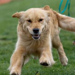 Biscuit - Golden Retriever