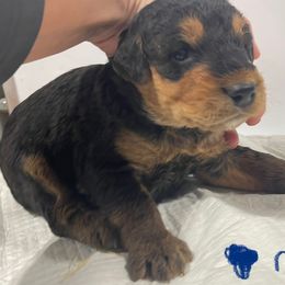 Blue - Black and tan male Airedale Terrier puppy in Castle Rock, Washington from Seaquest Airedales