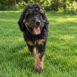 Ember - Black phantom female Aussiedoodle puppy in Yacolt, Washington from Aussiedoodles by Maggie