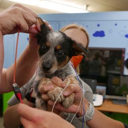 Australian Cattle Dog Puppies from Intermountain Australian Cattle Dogs