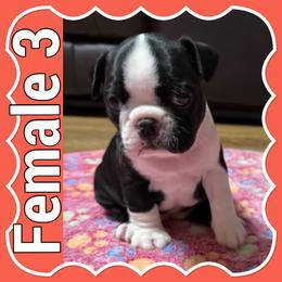 Female 3 - Black and white female Boston Terrier puppy in Mc Donough, Georgia from Ballard Boston Terriers