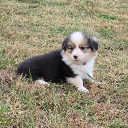3 red collar boy - Black and tan male Pembroke Welsh Corgi puppy in Harrisburg, Illinois from Parish Corgis