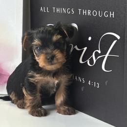 Bunny - Blue and gold male Yorkshire Terrier puppy in Cape Coral, Florida from Katherine’s Yorkies and Poodles
