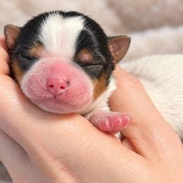 Oliver - Parti male Yorkshire Terrier puppy in Hope, Indiana from DJ Yorkies