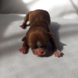 Amethyst - Sable and white female Shih Tzu puppy in Boston, Massachusetts from NFST IMPERIAL SHIHTZU PUPPIES