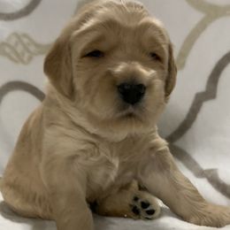 Goldendoodle Puppies from BB Doodles