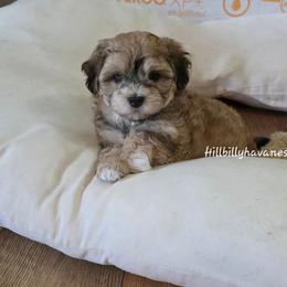 Mocha - Red sable male Havanese puppy in Batesville, Arkansas from Hillbilly Havanese