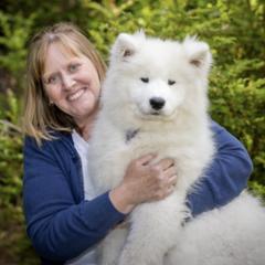 Samoyed Puppies from Dream Samoyeds