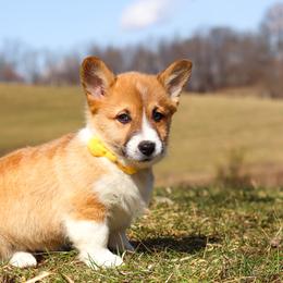 Ethan - White and fawn male Pembroke Welsh Corgi puppy in Sugarcreek, Ohio from Admar Canines