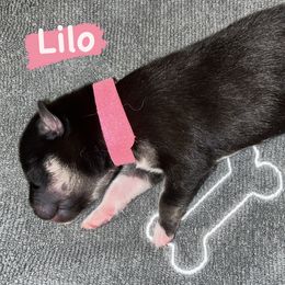 Pomsky Puppies from A1 Pomskies