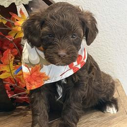 Boo - Chocolate male Australian Labradoodle puppy in Citrus Heights, California from Elite Blend Labradoodles