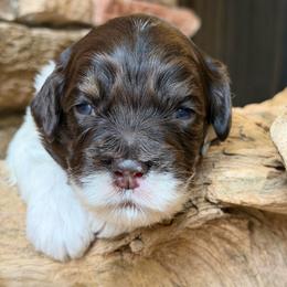 Charming (Black Collar) - Chocolate male Australian Labradoodle puppy in Mount Gilead, North Carolina from Tillery Labradoodles