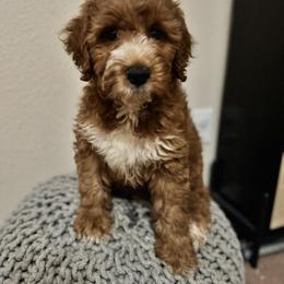 Chester - Red male Australian Labradoodle puppy in Walnut Creek, California from Pawfect Doodles