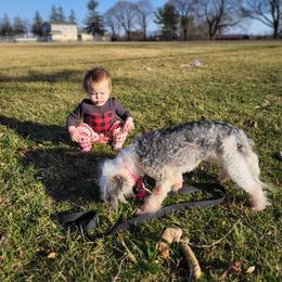 Chinese Crested and Shih Tzu All Grown Up from Wuppie Tree House