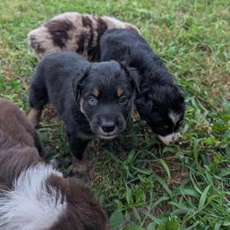 Jake - Black tri-color male Australian Shepherd puppy in Fort Myers, Florida from U Cross Australian Shepherds
