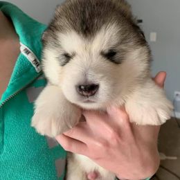Alaskan Malamute Puppies from Sigma Alaskan Malamutes