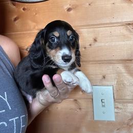 Boy 2 - Blue and tan male Dachshund puppy in Cheyenne, Wyoming from Great Basin Hounds
