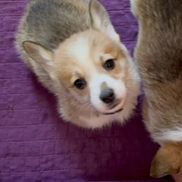 Gray Collar - Red male Pembroke Welsh Corgi puppy in Abingdon, Virginia from Em-K Kennels