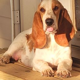 Odette - Lemon and white female Basset Hound puppy in Lumberton, Mississippi from Freeman's Floppy Eared Bassets
