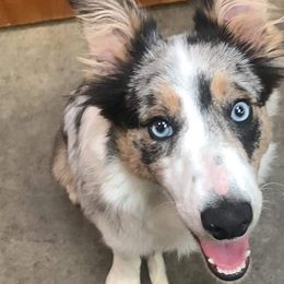 Border Collies from Coble Kennels