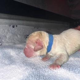 Hero - Cream male Goldendoodle puppy in Prosperity, Pennsylvania from Stelladoodles & Company