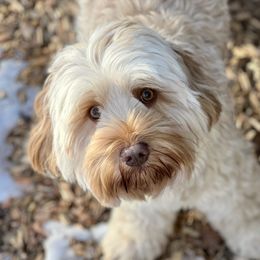 Mila - Australian Labradoodle