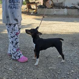 Ryder - Black white and tan male Rat Terrier puppy in Ukiah, California from Poem's Haven Rat Terriers..AKA Mysthaven Rat Terriers