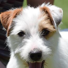 Bingo - Jack Russell Terrier