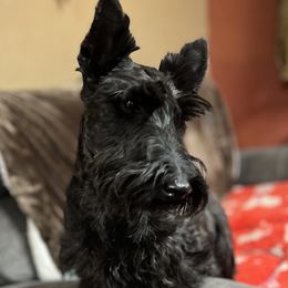 Scottish Terrier puppies from Irish Creek Scotties