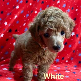 White Collar - Red  male Poodle puppy in Huntsville, Alabama from Flint River Poodles