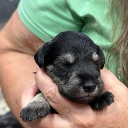 Ashes - Salt and pepper male Miniature Schnauzer puppy in Alexandria, Indiana from Wiggin SVF Miniature Schnauzers