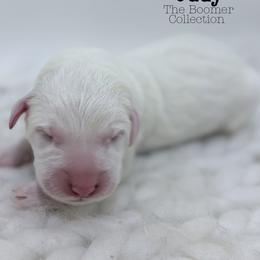 Judy - White female Great Pyrenees puppy in San Marcos, California from Faith Family Freedom Farm