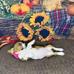 Basset Hound Puppies from S&G's Bassets