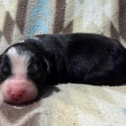 Girl 9-Black Tri - Black tri-color female Australian Shepherd puppy in Mayfield, Kentucky from Hamilton Farms