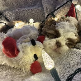Moose - Brindle and white male Shih Tzu puppy in Rockmart, Georgia from Sonya Garrett