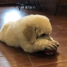 Poodle Puppies from D and D Standard Poodles