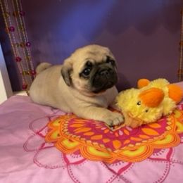 Pug Puppies from Briggs Family Pugs