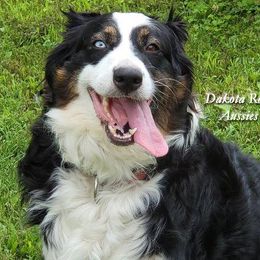 Jazz - Australian Shepherd