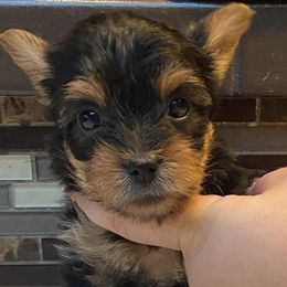 Yorkshire Terrier Puppies from Fullers Furry Friends