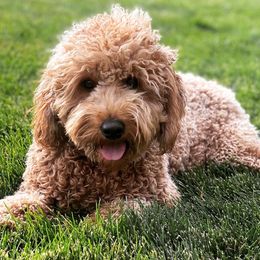Padme - Goldendoodle
