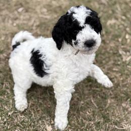 Girl 1 - Parti female Goldendoodle puppy in Washington, Illinois from Lola Bear Goldendoodles