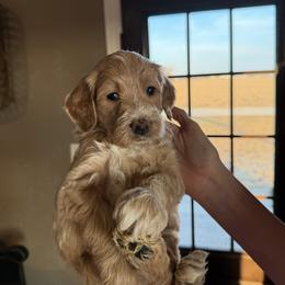 Mr Brown - Cream male Goldendoodle puppy in Monticello, Indiana from Faithfully Yours Doodles