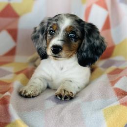 Girl 2 - Dapple female Dachshund puppy in Oklahoma from DRB Dachshunds