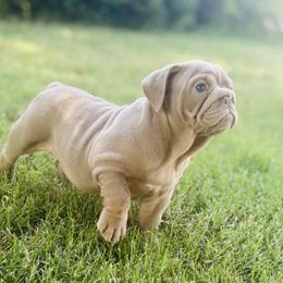 Lilac Girl - Lilac tri-color female Bulldog puppy in Amarillo, Texas from Bomb City Bulldogs